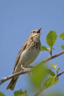 Anthus: Tree Pipit