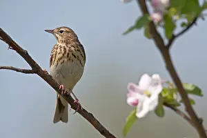 Anthus: Tree Pipit