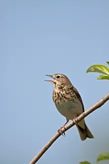 Anthus: Tree Pipit