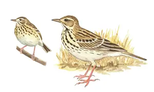 Anthus: Tree Pipit