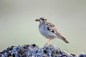 Trivialis: Tree Pipit - Adult bird carrying a beak full of