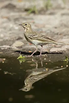 Anthus: Tree Pipit - adult bird standing next to water -