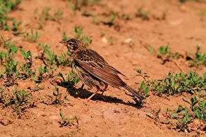 Anthus: Tree Pipit (Anthus trivialis) after bath. Armenia