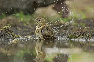 Anthus: Tree Pipit (Anthus trivialis) takes a bath at a