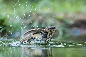 Anthus: Tree Pipit (Anthus trivialis) taking a bath, Th