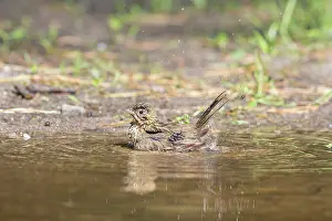 Anthus: Tree Pipit - bathing bird - Germany