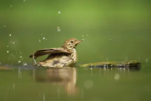 Trivialis: Tree Pipit - Bathing at forest pool