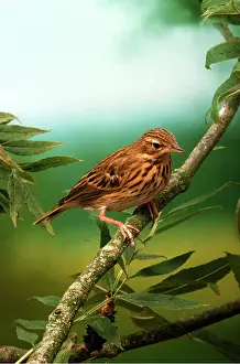 Pipit: TREE PIPIT - on branch