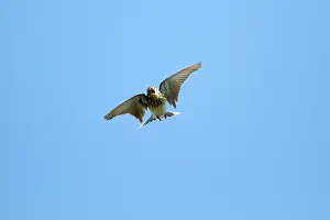 Pipits: Tree Pipit - in flight - singing