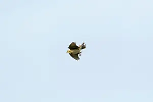 Anthus: Tree Pipit - in flight - singing
