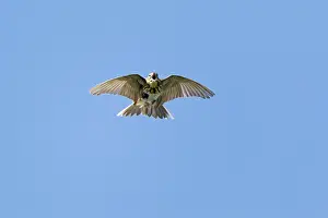Anthus: Tree Pipit - in flight singing