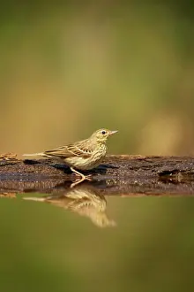 Trivialis: Tree Pipit - At forest pool