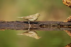 Trivialis: Tree Pipit - At forest pool