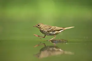 Anthus: Tree Pipit - at forest pool