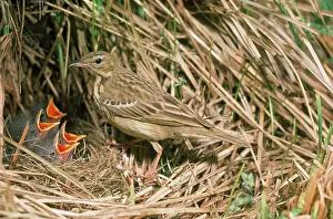 Karin Laub: Tree Pipit - at nest with young