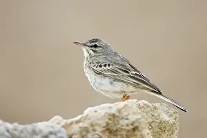 Trivialis: Tree Pipit - Perched on a stone