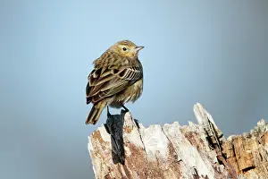 Pipits: Tree Pipit - perched on tree stump
