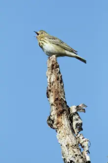 Pipits: Tree Pipit - singing from dead tree stem