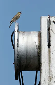 Rigging: Tree Pipit - singing from disused stone quarry rigging