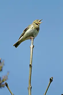 Pipits: Tree Pipit - singing from tree tip