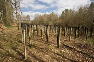 Tubes: Tree-planting using protective sleeves (tuley tubes)
