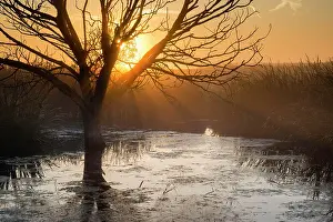 Kent: Tree in pond silhouetted at sunrise, Elmley N.N.R