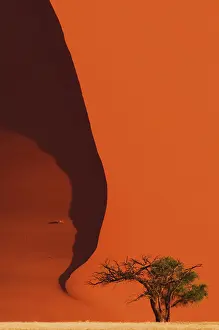 Naukluft: Tree in front of red sand dune of the Sossusvlei