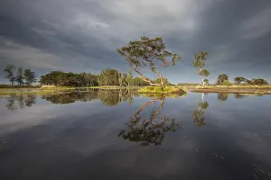 Heide: Tree reflection in a fen, The Netherlands, Graf
