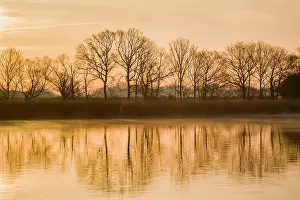 Anthocharis: Tree Reflections