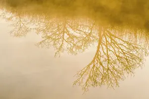 Broads: Tree Reflections