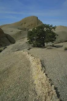 Dike: Tree on a Rock
