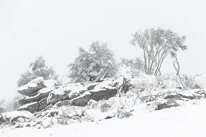 221220: tree over rocks in snowy landscape - Allariz, Galicia