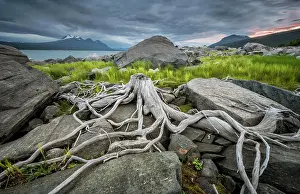 Norrbotten: Tree roots on rocky ground, Stora Sjnfallets National