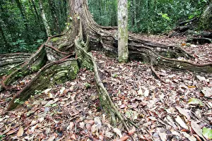 Buttress: Tree - showing buttress roots