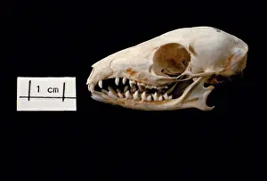 Shrew: Tree Shrew skull