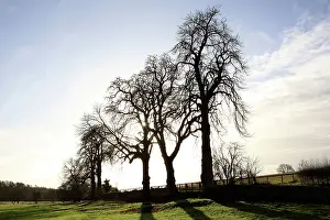 Winters: Tree Silhouette on a Winters Day