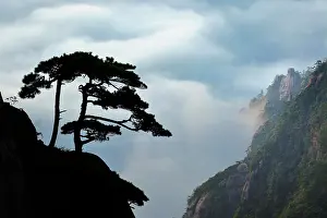 Tranquility: Tree silhouetted at sunrise, Yellow Mountain