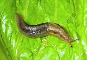 Marginata: Tree slug