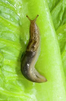 Marginata: Tree slug