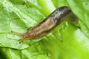 Marginata: Tree slug