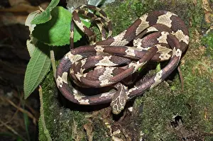 Blunt: Tree snake
