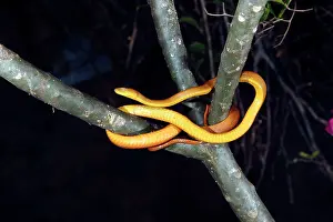 Sanctijohannis: Tree Snake - female