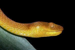 Sanctijohannis: Tree Snake - female