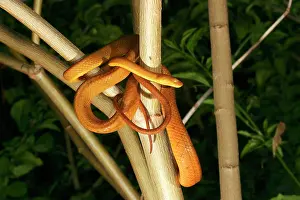 Sanctijohannis: Tree Snake - female