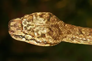 Sanctijohannis: Tree Snake - male