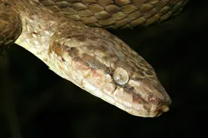 Sanctijohannis: Tree Snake - male