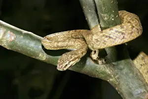 Sanctijohannis: Tree Snake - male