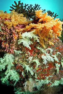 Dendronephthya: Tree Soft Corals