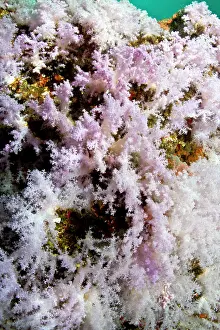 Dendronephthya: Tree Soft Corals