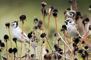 Seedheads: Tree Sparrow - 3 birds feeding on flower seedheads in autumn